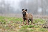 MALINOIS 887